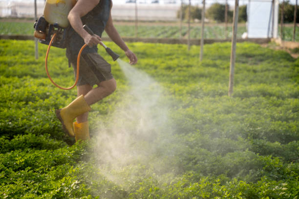 Best Ant Control Services  in Portsmouth, VA