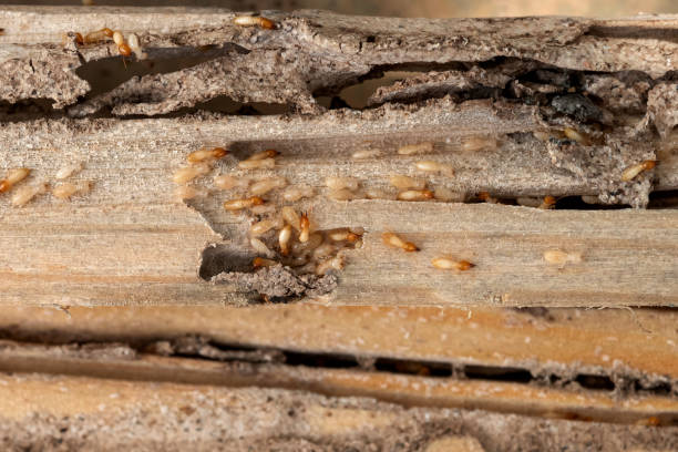 Reliable Portsmouth, VA Pest Control Solutions