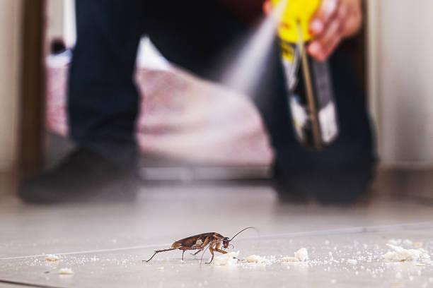 Best Mosquito Control Services  in Portsmouth, VA